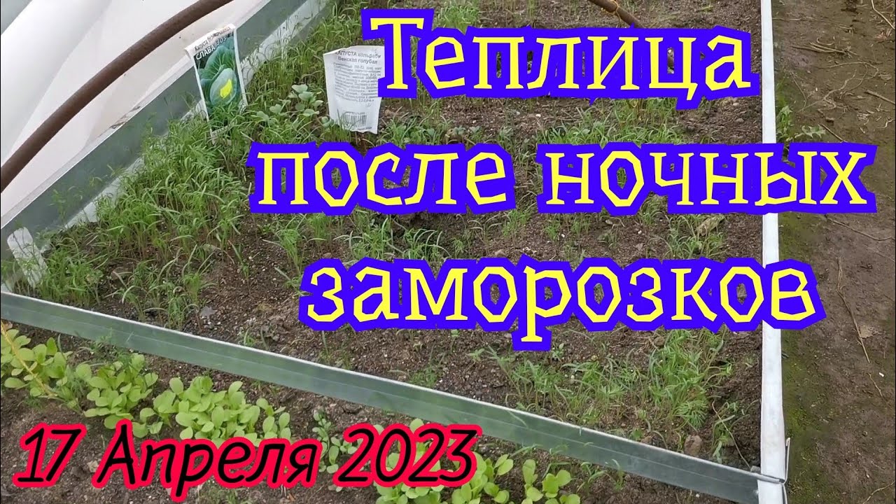 Что в теплице после заморозков? 17.04.23 - YouTube