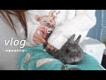 搬家後的日常|引っ越し後の日常記録【3月vlog】