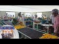 Desde Sinaloa, conoce con Nico cómo se deshidrata el mango| Cocineros Mexicanos