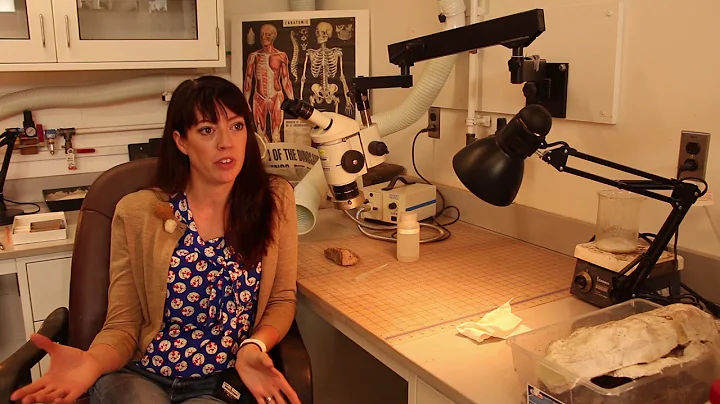 Michelle Stocker - Fossils
