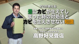 畳に発生したカビの対処法と予防法