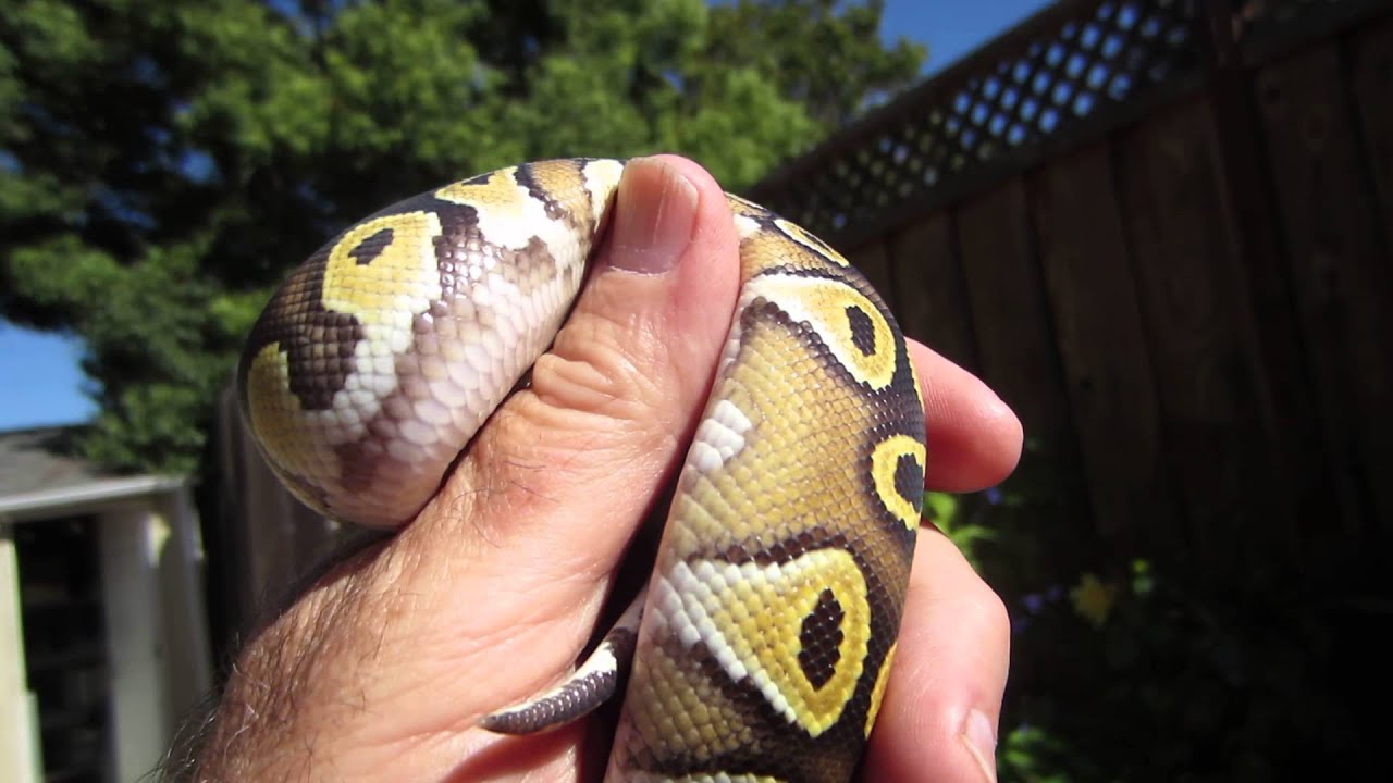rat snakes in alabama One Of My Favorite Gold Blush Mojaves From The 2013 Breeding Season