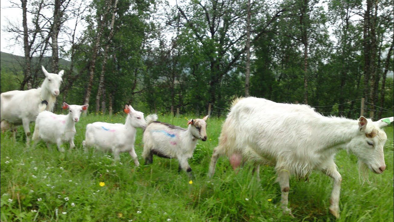 På beitejakt med beitekart - vegetasjonskartelegging i utmark
