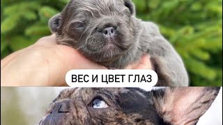 видео: Вес моих собак и голубые глаза ! Это больше всего интересует моих покупателей ! картинка: Вес моих собак и голубые глаза ! Это больше всего интересует моих покупателей !