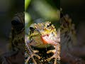 First Flights and Tiny Tides: The Daylight Life of a Froglet