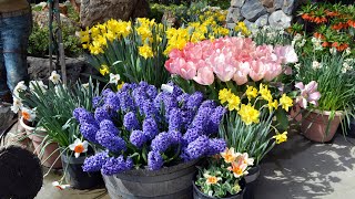 Planting Bulbs in Containers for Spring (when you can't plant them in the ground!)