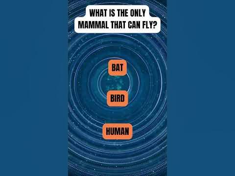 What is the only mammal that can fly? - YouTube