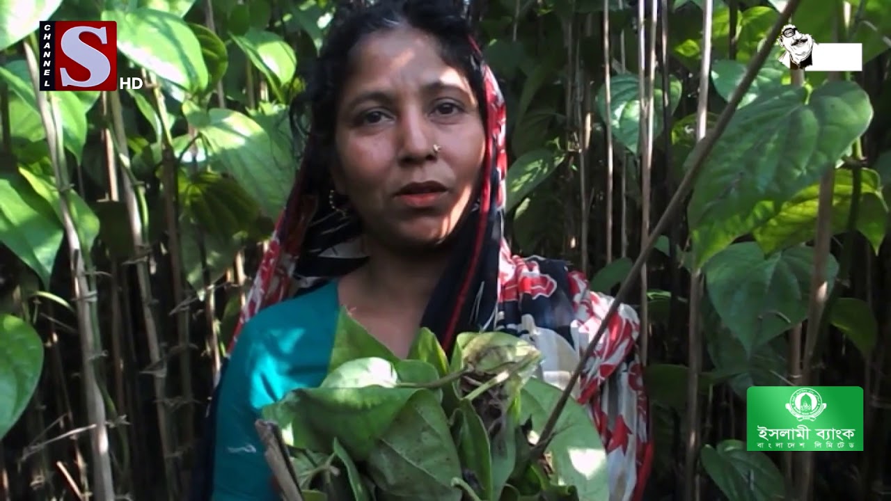 শৈত্য প্রবাহ আর ঘন কুয়াশার ক্ষতিগ্রস্থ ঝালকাঠির পান বরজ | Channel S News | Channel S