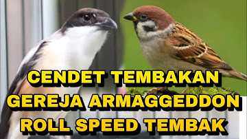 Cendet tembakan Armageddon Greja tarung roll speed tembak hentakannya mewah_ @sultanakbar