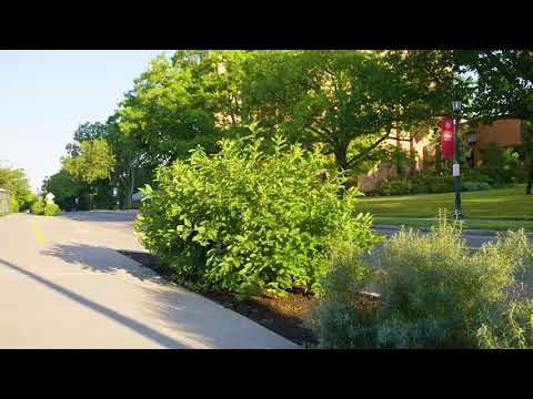Video: Informácie o rastline Buttonbush – prečítajte si o pestovaní kríkov Buttonbush