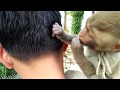 Monkey picking lice from human hair, very cute