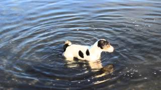 Джек Рассел терьер ныряет за камнями в море | Jack Russell terrier dives for stones in the sea