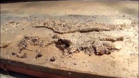 Carpenter Ant Attack  !