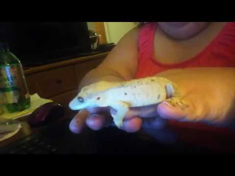 geckos for sale Transfixed Crested Gecko