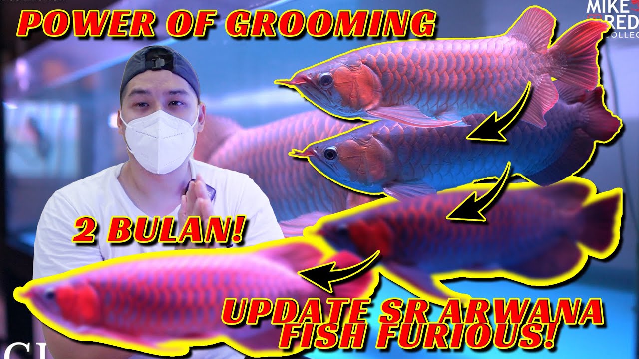 POWER OF GROOMING!UPDATE 2 BULAN ARWANA SUPER RED @FishandFuriousOfficial !CALON PEJUANG KONTES!?
