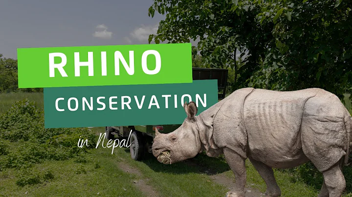 Rhino Conservation in Nepal | Projects Abroad