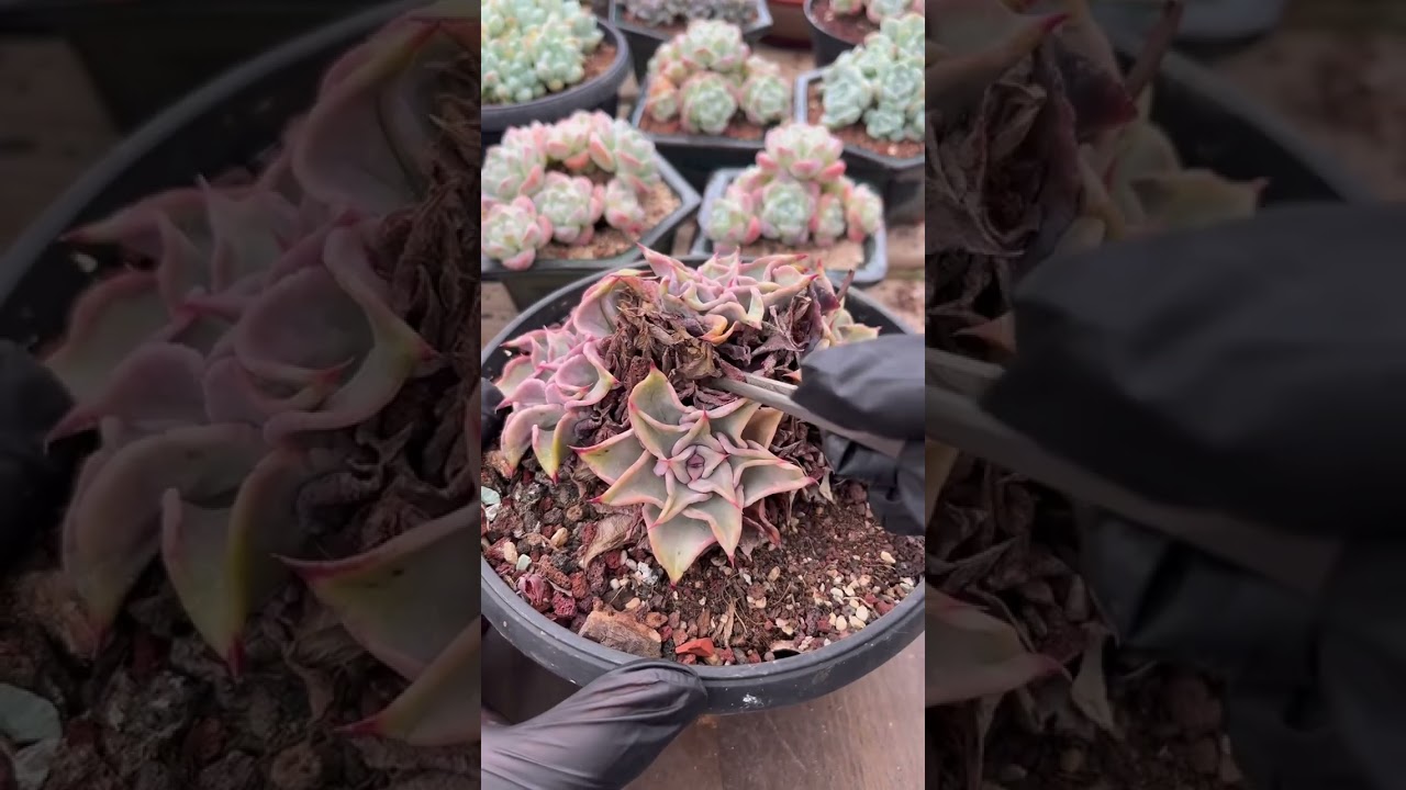 I Watered My Succulents Wrong for Years… Until I Learned THIS