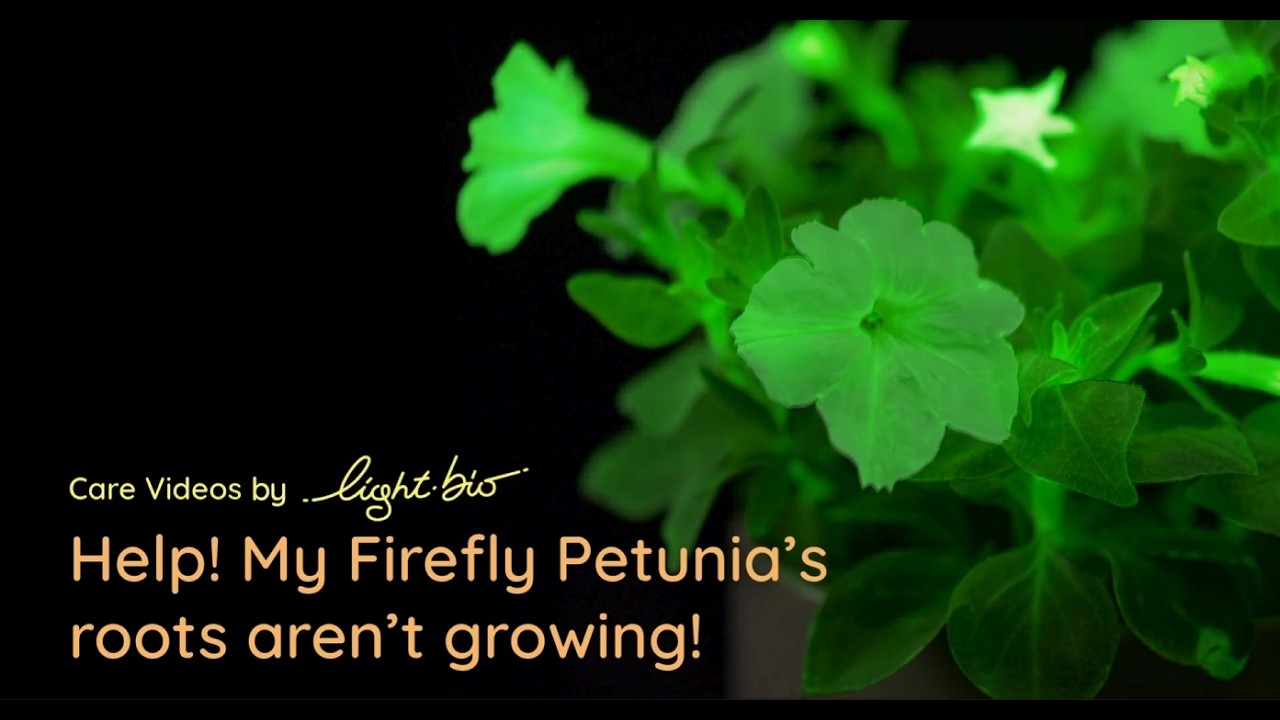 Light Bio — Firefly Petunia Care: Troubleshooting Root Growth (YouTube video ad)