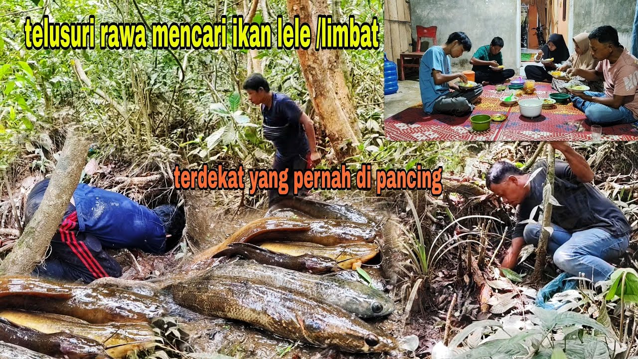 PANEN LELE AKAR DI RAWA RAWA|| MASAK MAKAN BERSAMA KELUARGA