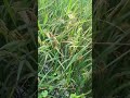 #paddyfield #rice #semiaquaticcrops #shorts