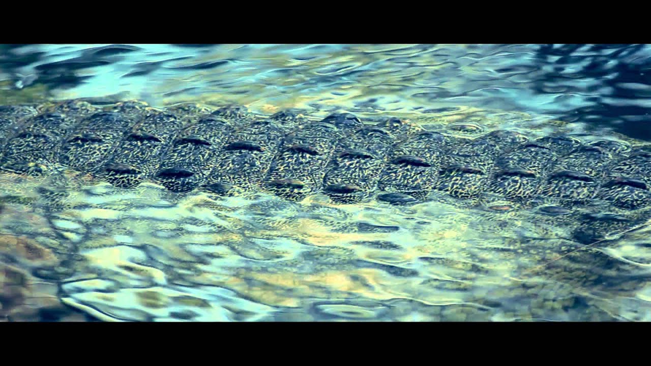 The Glitz - Pambo // Voltage Musique (Official music video) auf YouTube ansehen The Glitz - Pambo // Voltage Musique (Official music video) auf YouTube ansehen