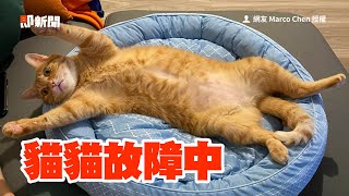 橘貓躺涼墊「整組癱軟」瞪眼翻肚超享受寵物動物貓咪精選影片