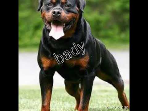 Rottweiler Kopek Isimleri Youtube