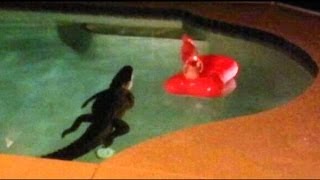 Gator Invades Family's Backyard Pool