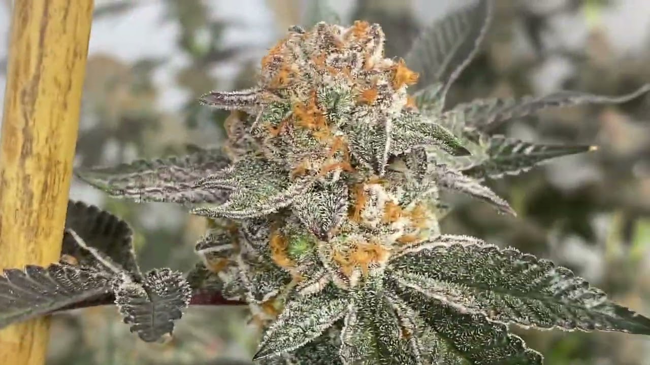 Faceded Canna | Indoor Weed Grow | Raw Genetics Berry Payton | Faceded Canna Eggoz | Transition week