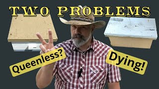 Solving Beekeeping Problems: Dying and Queenless Beehives