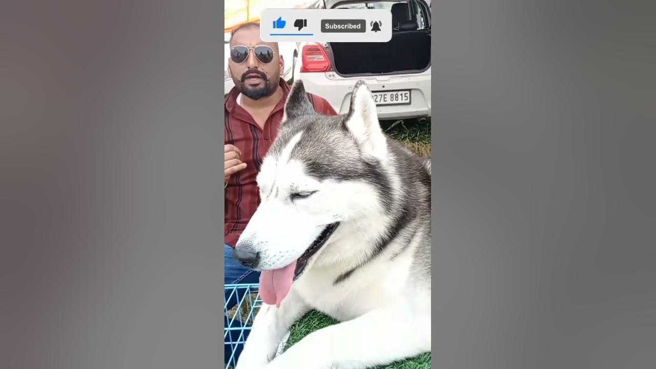 Husky Dog On Discount Husky Dog Price In Indian Rupees Husky Dog wooly-coat-husky-price-in-india-husky-dog-price-in-india-husky