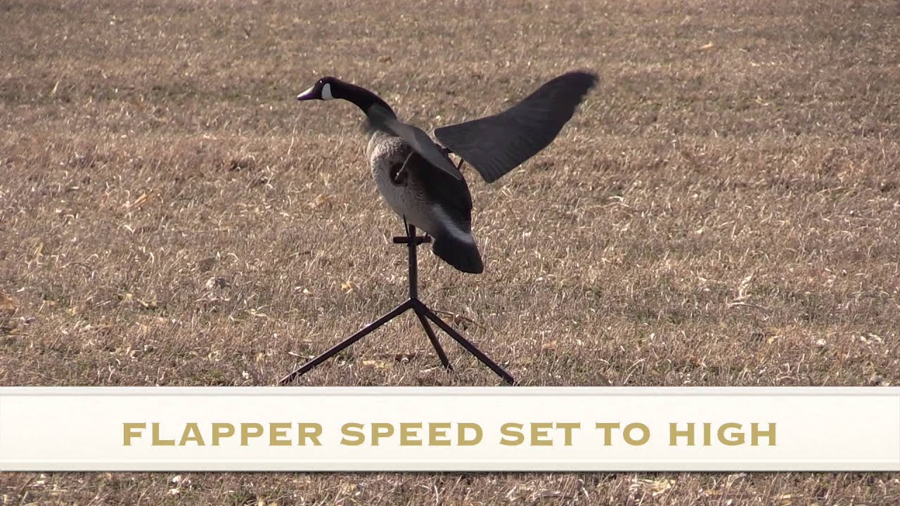 goose drone