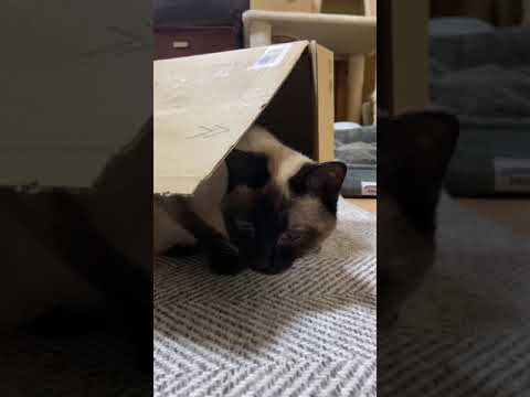 隠れているつもり猫 - Cats hide and seek - #Shorts