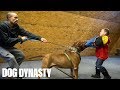 Hulk ‘Attacks’ 6-Year-Old Pit Bull Trainer | DOG DYNASTY