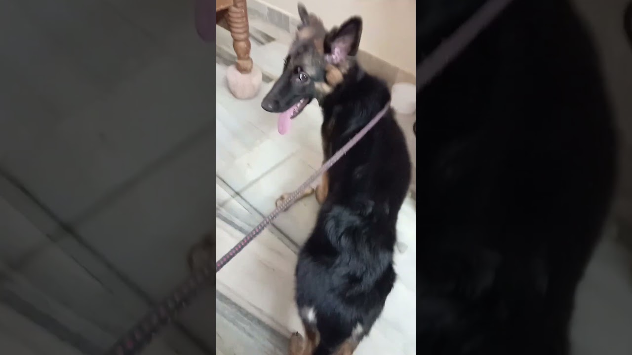 my contact number is 7675858245.    good condition dogs