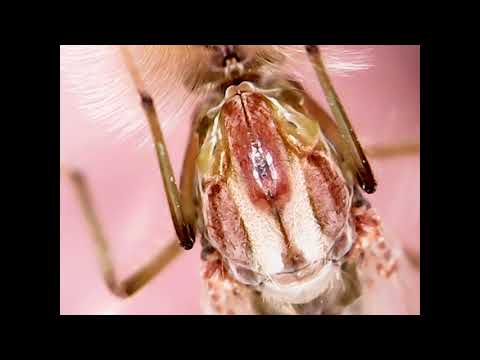 Мотыль.От личинки до комара. Комар под микроскопом. (Chironomidae,Bloodworms,Chironomus)