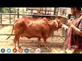 Artificial Insemination versus Natural Breeding in Cow || कृत्रिम गर्भाधान करने वाले हो जाये सावधान