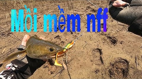 Câu cá lóc tự nhiên P7