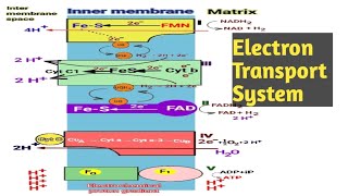Electron Transport System | ETS | Electron Transport Chain | Oxidative phosphorylation | NEET