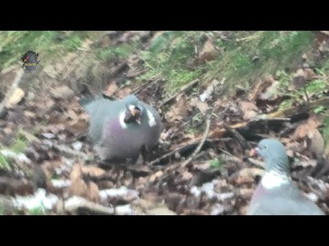 Pigeon Ramier Hiver Glands Nourriture Bruitx Youtube
