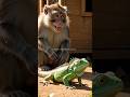 baby iguana disturbed by monkey #animals #iguana #monkey #world