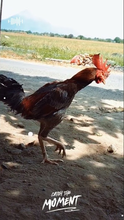 cuman ayam Jawa #jawtimur#salam #satu #hobi