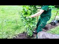 How to plant a hedge  flowersfreegrowinglow maintenance  lay out garden plants backyard privacy