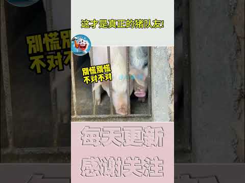 搞笑動物系列第1140集 这才是真正的猪队友! #搞笑 #黑熊 #搞笑视频 #搞笑 #黑熊 #搞笑视频 #熊日常 #funny #黃狗 #熊日常 #黃狗 #pets #animals #老友狗狗