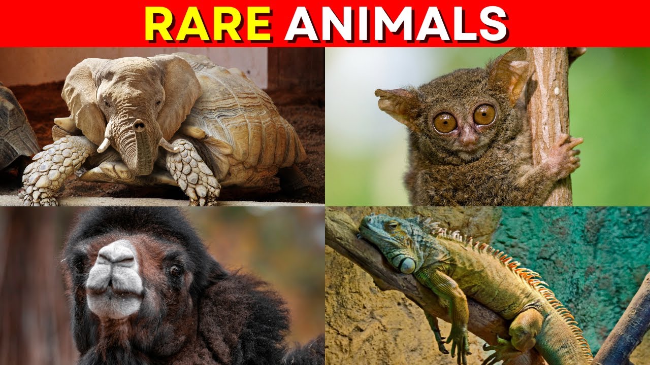 Guess and Discover 50 Rare Animals in the World - YouTube