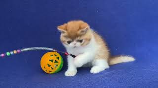 Azik Exotic shorthair male kitten of Majestymeow Cattery