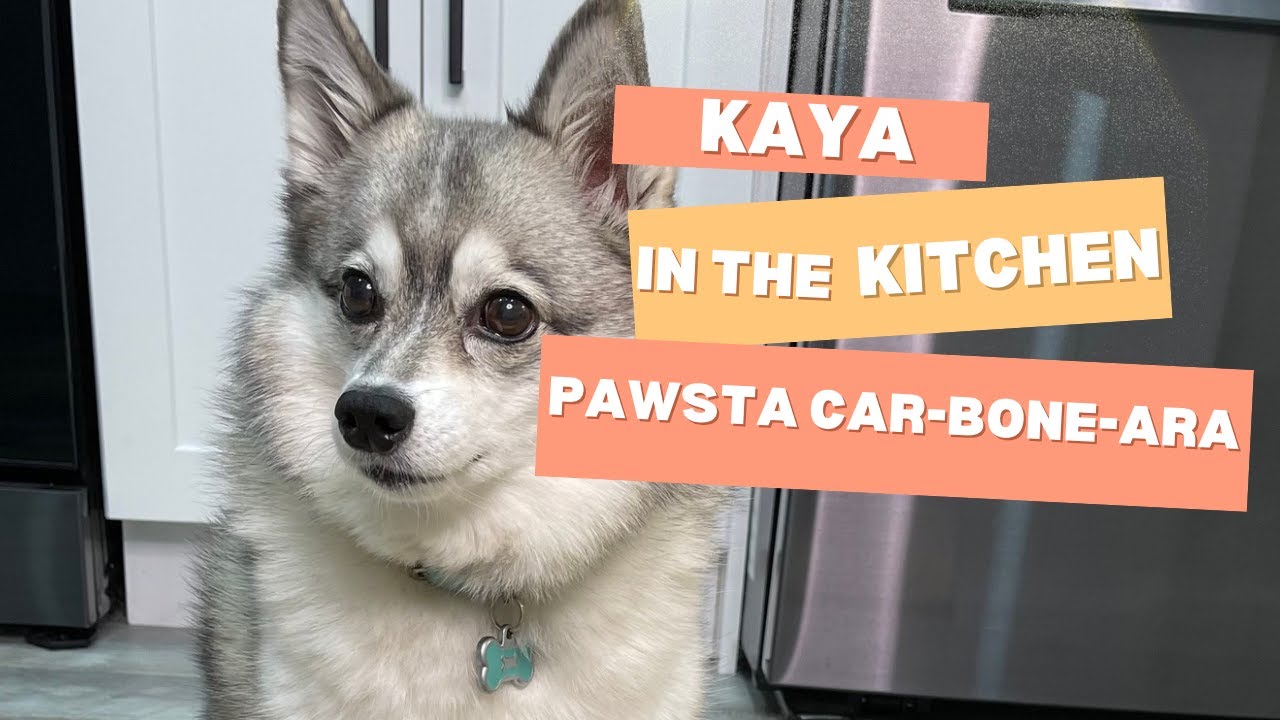 Kaya in the Kitchen: Dog-Friendly Pasta Carbonara Recipe