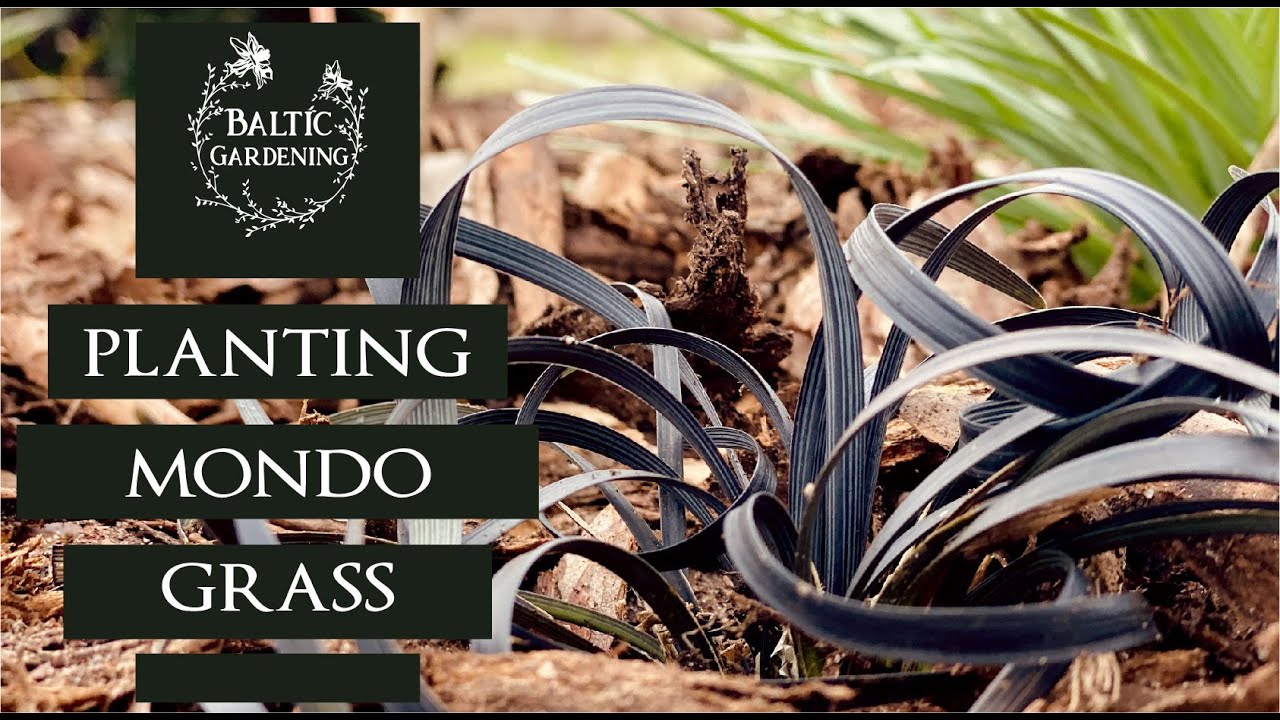 Planting black Mondo grass. Planting Ophiopogon planiscapus 'Niger