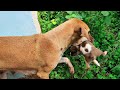 A Beautiful street mother dog moves into a new place for the puppies -  Dogoftheday