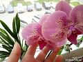 22. Июльское летнее цветение моих орхидей. Красота и аромат кругом!